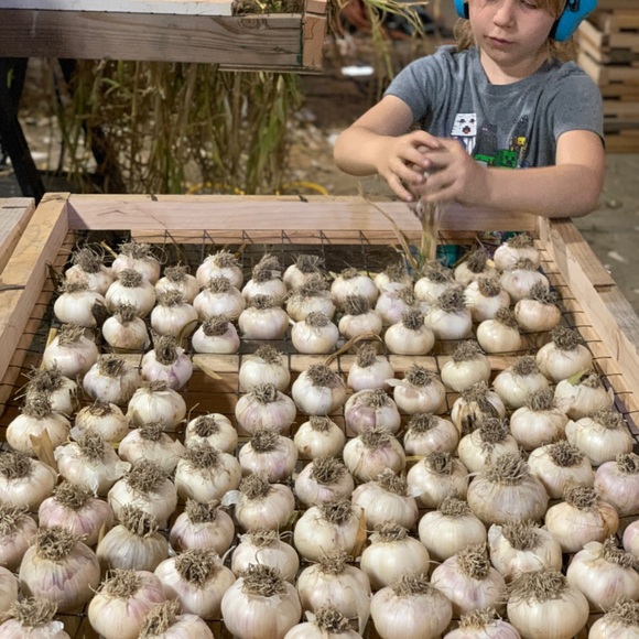Garlic from The Farm: San Juan Island - Picture 14 of 14